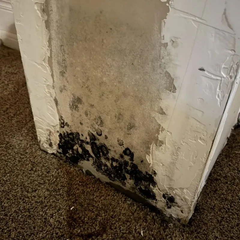 Professional Mold Removal in Stratford, OK